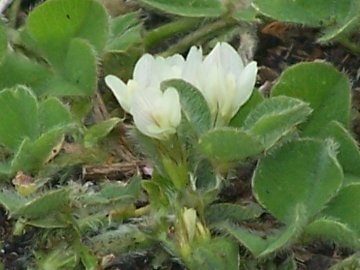 Trifoglio dal fiore irregolare - T. subterraneum